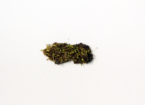 Bryophyte specimen